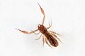Pseudoscorpions (Chernetes)